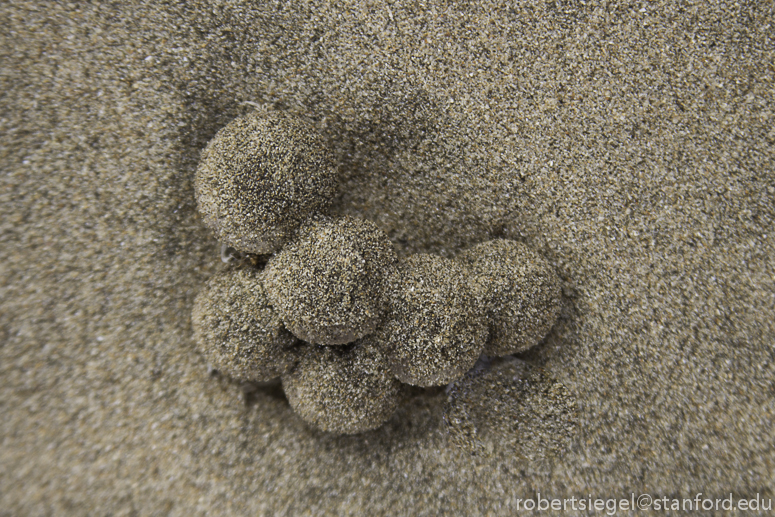 mushrooms in the sand